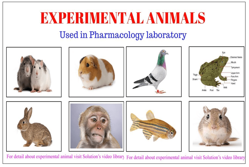 Evaluation of Cognitive Activity in Experimental Animal